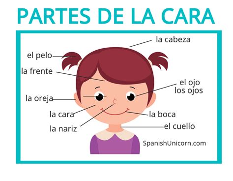 Partes Del Cuerpo En Español Con Actividades Y Vocabulario