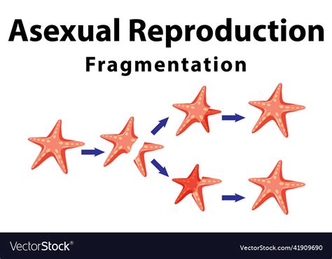 Regeneration Asexual Reproduction