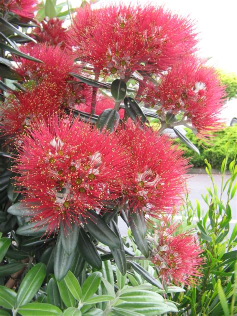 Also includes sites with a short overview, synopsis, book report, or summary of anita amirrezvani's the blood of flowers. File:Pohutukawa flowers.JPG - Wikimedia Commons