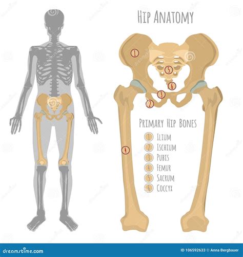 Male Hip Bone Anatomy Stock Vector Illustration Of Design 106592633