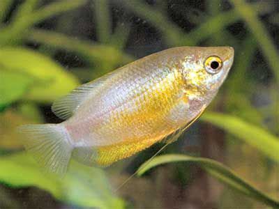 This gourami fish earned its name because of the sunset color on the body. Thick Lipped Gourami | Aquarium fish, Fish tank, Fish care