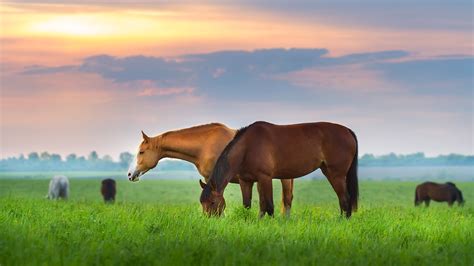 Rotational Grazing Adds Up To Horse Pasture Payoff Alltech
