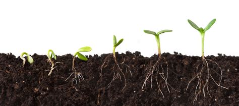 What Are The Components Of Healthy Soil