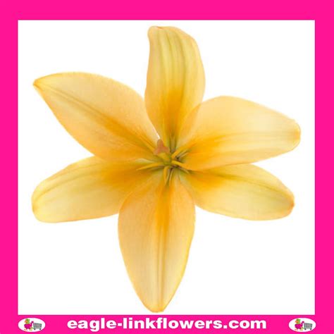 Lily Asiatic Peach Asiatic Lilies Eagle Link Flowers