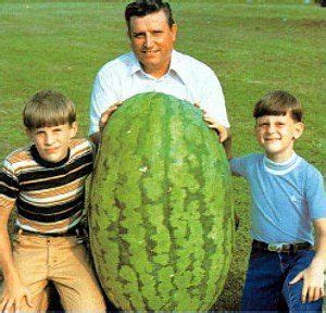 Watermelon (citrullus lanatus) is a flowering plant species of the cucurbitaceae family. How to Grow Watermelons Even On A Trellis | Seeds, Plants ...