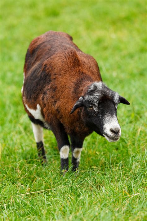 Goat On Grass Free Stock Photo Public Domain Pictures