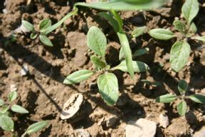 Maybe you would like to learn more about one of these? Bulletin #2426, Significance of Hairy Nightshade in Potato ...