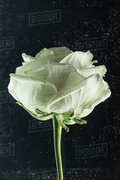 Close Up View Of Beautiful Tender White Rose Flower On Black Stock