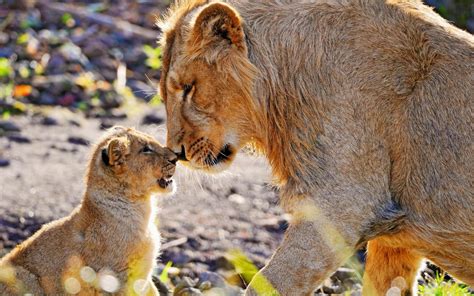 Lion Animals Baby Animals Wallpapers Hd Desktop And