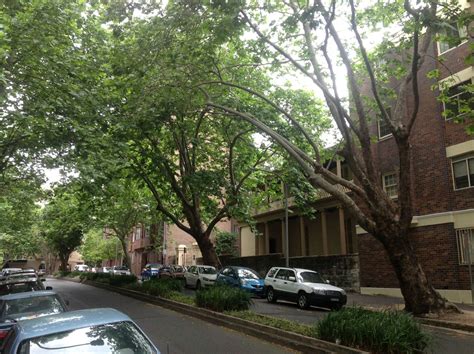 The tree is a deciduous tree, it will be up to 30 m (99 ft) high. Manning Street - Significant Trees