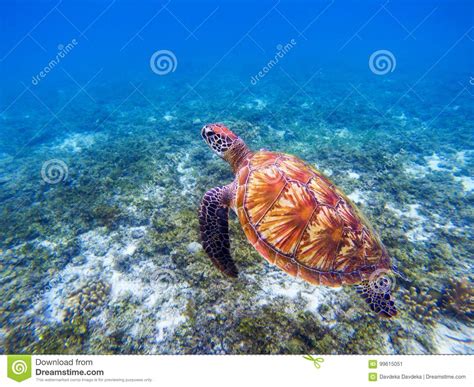 Sea Turtle Underwater Closeup Green Sea Turtle Closeup