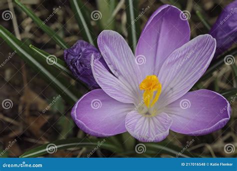 Violetter Krokus Im Garten Stockfoto Bild Von Garten 217016548