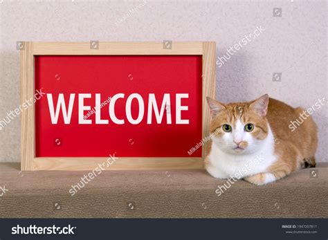 6068 Welcoming Cat Images Stock Photos And Vectors Shutterstock