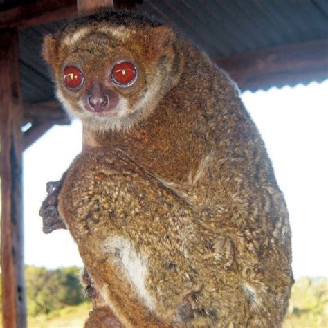 Southern Woolly Lemur Or Southern Avahi Avahi Meridionalis Endangered