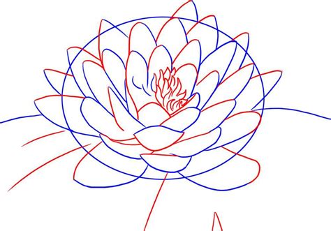 Lotus Red And Blue Line Drawing Lily Pad Drawing Lotus Flower Drawing