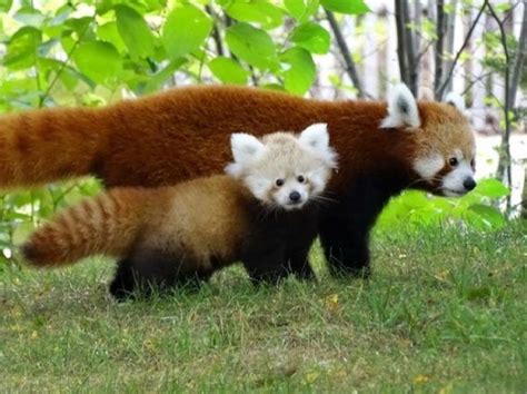 El Panda Rojo El Gran Desconocido Ciencia Y Biología