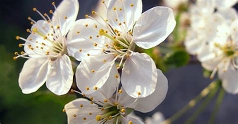 Furthermore, why are my plum trees not fruiting? What to do when a plum tree won't bear fruit | eHow UK