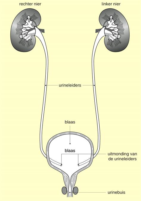 Inleiding Nieren Urinewegen