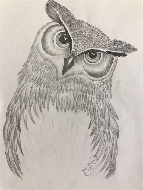 Desenho A Lápis Coruja Arte Desenhar Bird Pencil Drawing Art