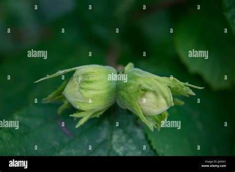 Hazelnuts Groing On Tree Hi Res Stock Photography And Images Alamy