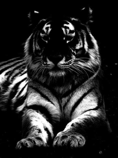 17 Best Images About Black And White Tigers On Pinterest