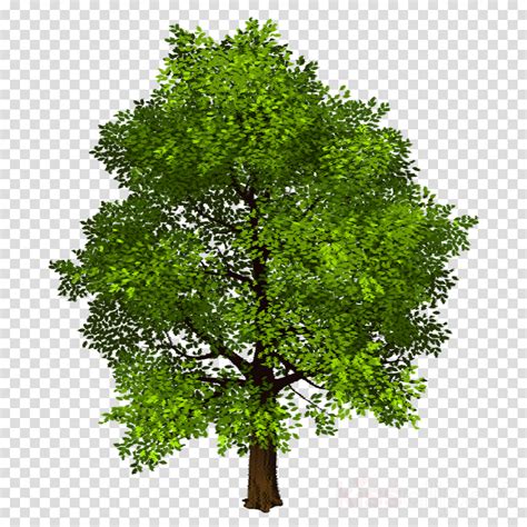 Download Download Transparent Background Photo Shop Trees Png Tree