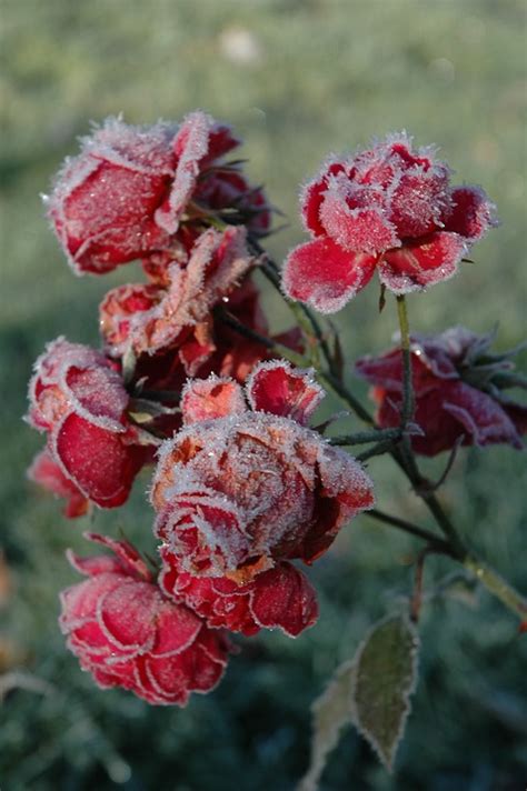 Free Photo Ros Roses Frozen Flowers Frost Free Image On Pixabay
