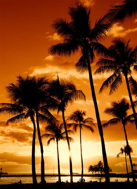 Tropical Horizon Hawaiian Sunset Hawaii Photo Beach Scene