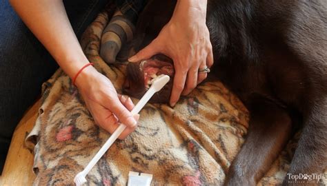 Jul 08, 2021 · how to get rid of stinky dog breath causes of bad dog breath. How to Make a Dog's Breath Smell Better - 5 Actionable Tips