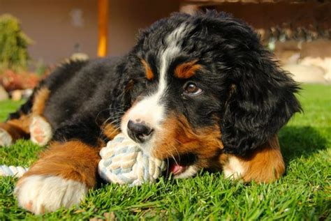 All About The Bernese Mountain Dog Critter Culture