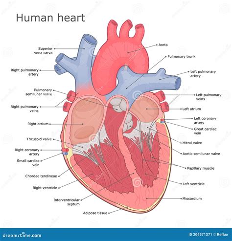 Anatomía Del Corazón Médico Vector Ilustración Ilustración Del Vector