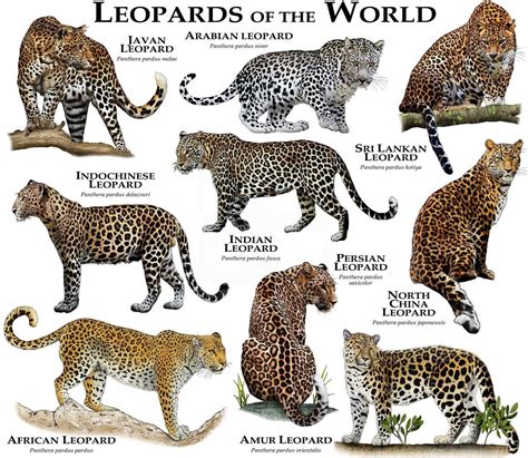 Stampa Poster Leopardi Del Mondo Etsy Italia Wild Cats Animals