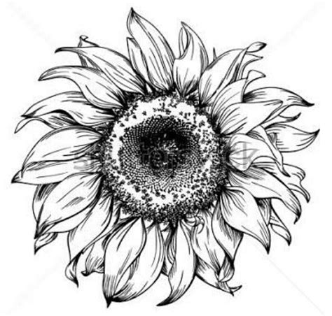 Sunflower Drawing Black And White At Getdrawings Free Download