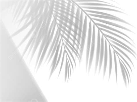 Palm Leaves Shadow Background Overlay Effect With Vector Shade Of
