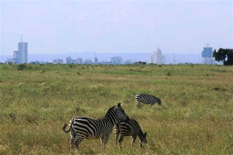 Why I Love Kenya Africa Geographic