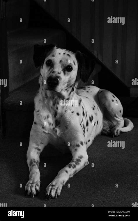 Vertical Greyscale Shot Of A Cute Dalmatian Dog Laying Stock Photo Alamy