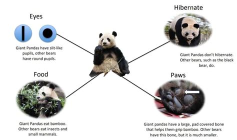 What Are All Different Types Of Pandas Explained 2023