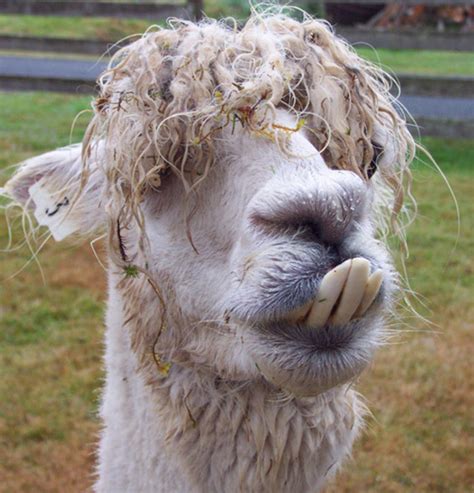 Funny Alpaca New Nice Picturesphotos 2012 Funny Animals