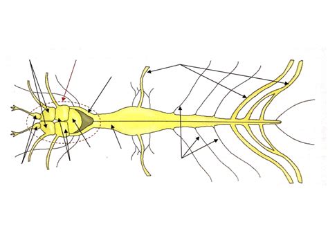A Typical Vertebrate Nervous System Diagram Quizlet
