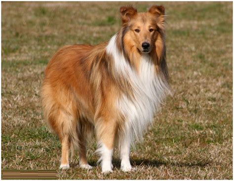 Any of several breeds of dog with long hair that are bred for controlling sheep 2. Rough Collie - Facts, Pictures, Puppies, Rescue, Temperament, Breeders | Animals Breeds