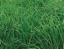 How To Test If Grass Seed Is Good - Does Grass Seed Go Bad When Frozen