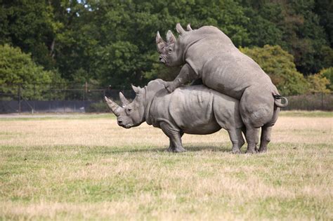 The fact that you are seeing this page indicates that the website you. This List of Endangered Rainforest Animals Will Really ...