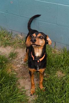 Paws Itively Perfect Pets Explore Joplin Craigslist S Treasure Trove Of Loving Companions