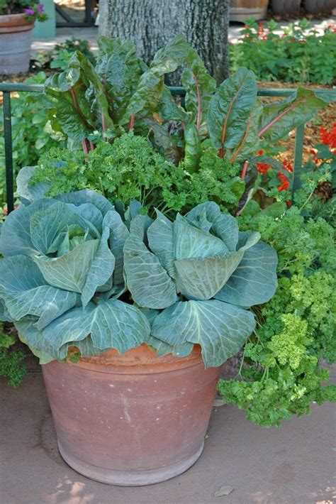 534 Best Images About Container Vegetable Gardening On