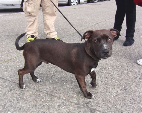 The american staffordshire was a mixed breed dog, that was originally from england. My mom says I gotta get fixed soon. Do you know what that ...