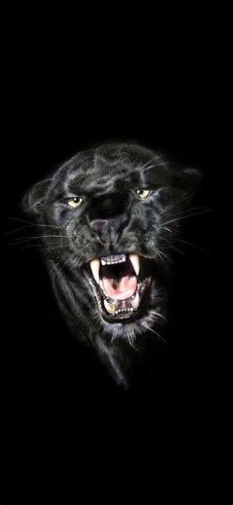 Cool Iphone Wallpaper Black Panther Animal wallpaper