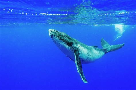 Humpback whale breaching off the coast of australia. Humpback Whale Calf Photograph by Christopher Swann ...