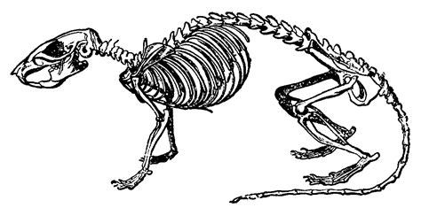 Brown Rat Skeleton Animalsrratbrownratbrownratskeletonpnghtml