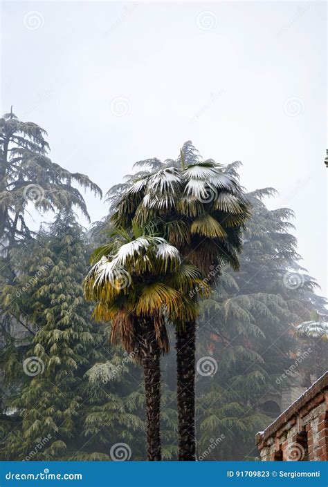 Palm Trees With Snow Winter Scene Stock Image Image Of Forest Plant