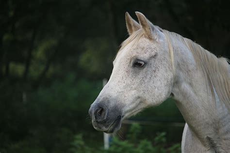 Hd Wallpaper Gray Horse During Daytime Mold Thoroughbred Arabian